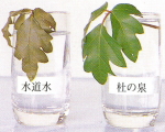 杜の泉AQ-2001による植物の育成作用の実験
