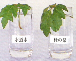 杜の泉AQ-2001による植物の育成作用の実験